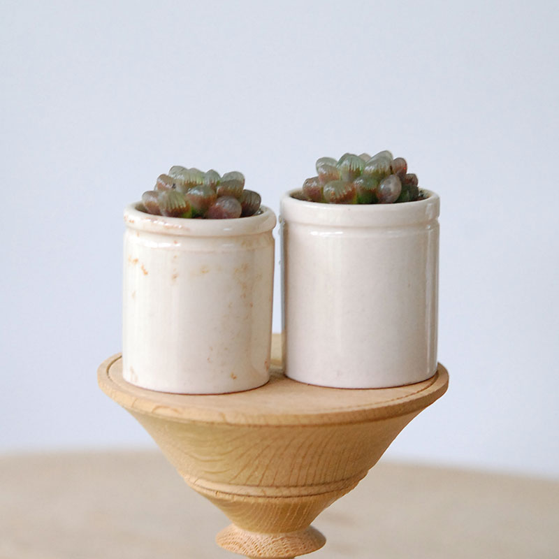 Haworthia 雫石 x antique イギリスジャー