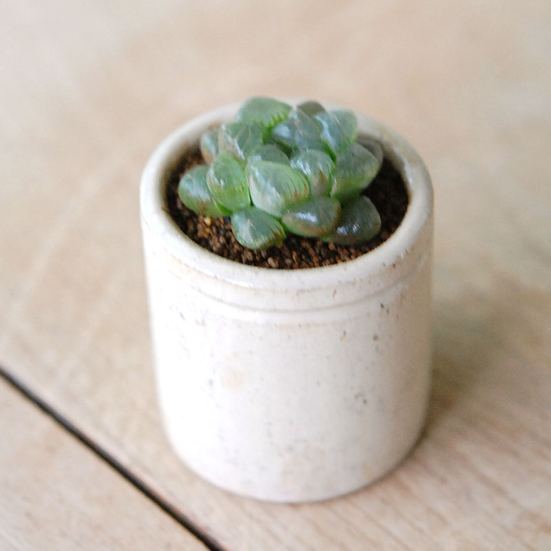 Haworthia 雫石 x antique イギリスジャー