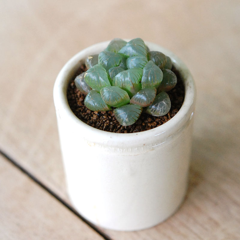 Haworthia 雫石 x antique イギリスジャー
