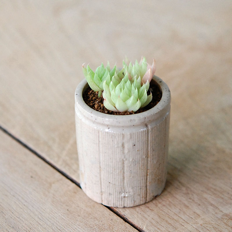 Haworthia テネラデラスト x antique イギリスジャー