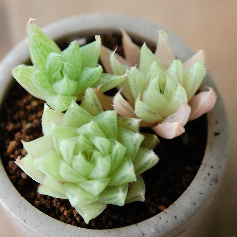 Haworthia テネラデラスト x antique イギリスジャー