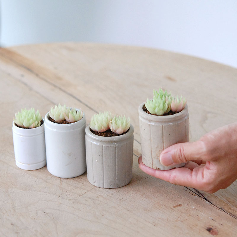 Haworthia テネラデラスト x antique イギリスジャー