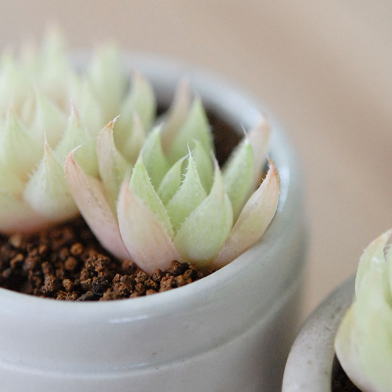 Haworthia テネラデラスト x antique イギリスジャー