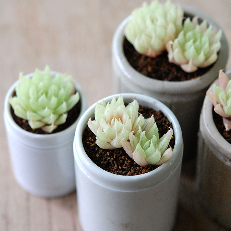 Haworthia テネラデラスト x antique イギリスジャー