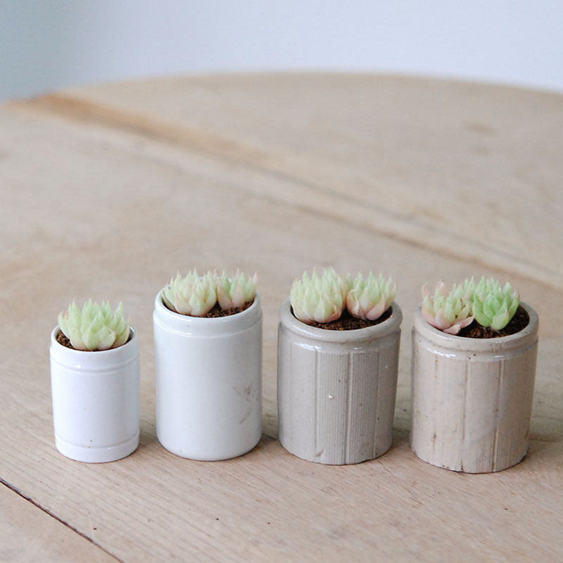 Haworthia テネラデラスト x antique イギリスジャー