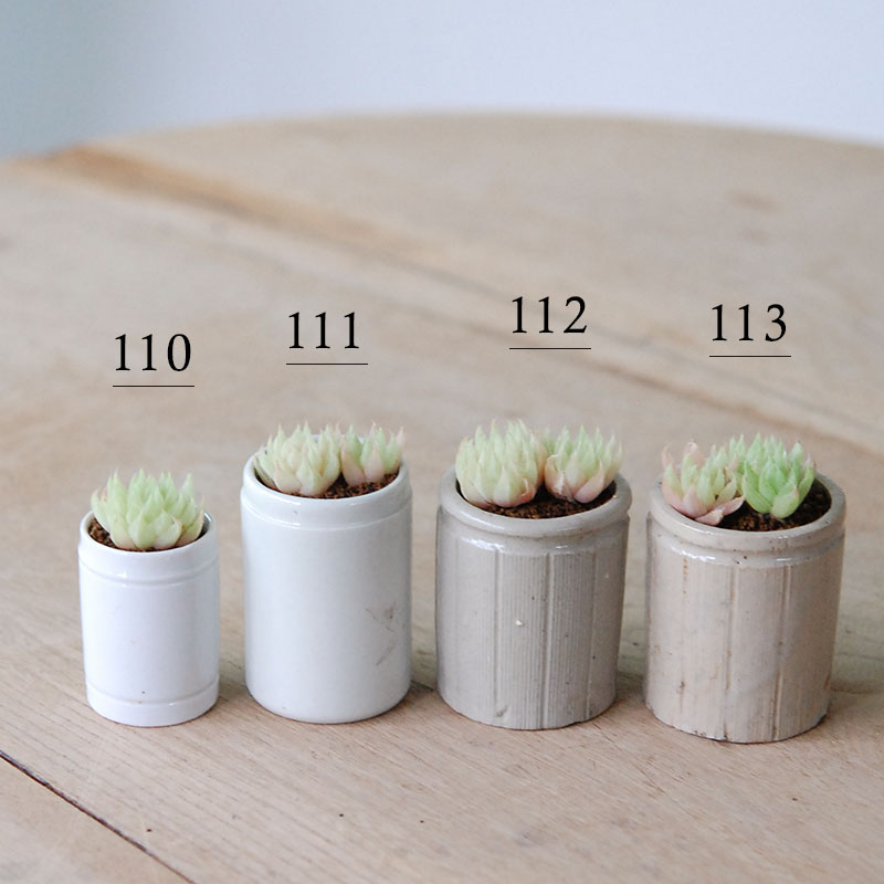 Haworthia テネラデラスト x antique イギリスジャー