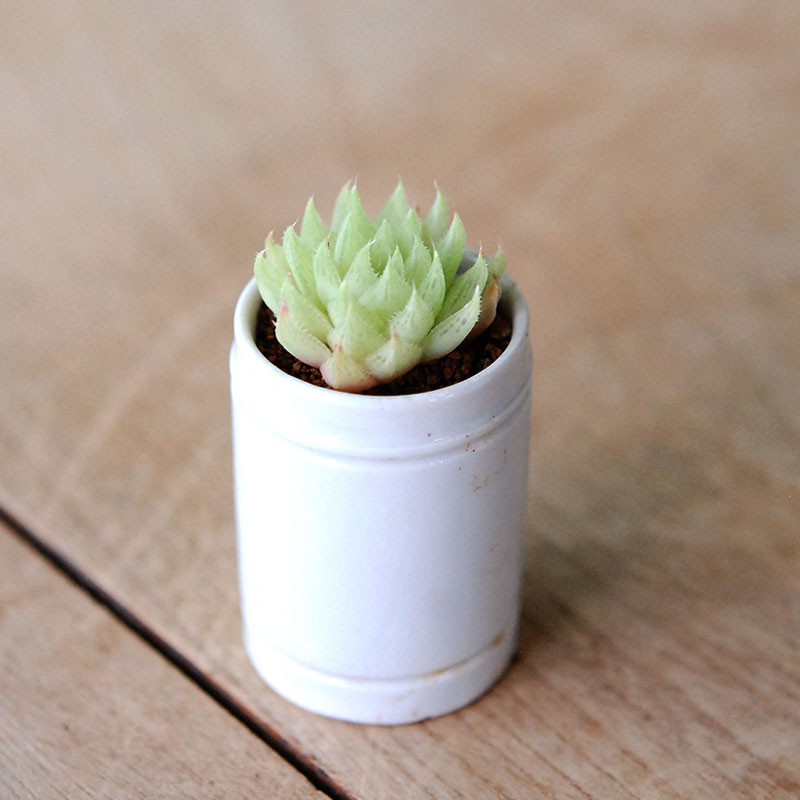Haworthia テネラデラスト x antique イギリスジャー