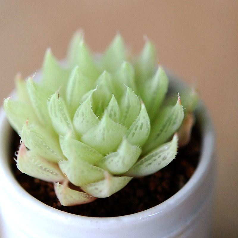 Haworthia テネラデラスト x antique イギリスジャー