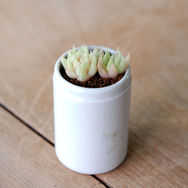 Haworthia テネラデラスト x antique イギリスジャー