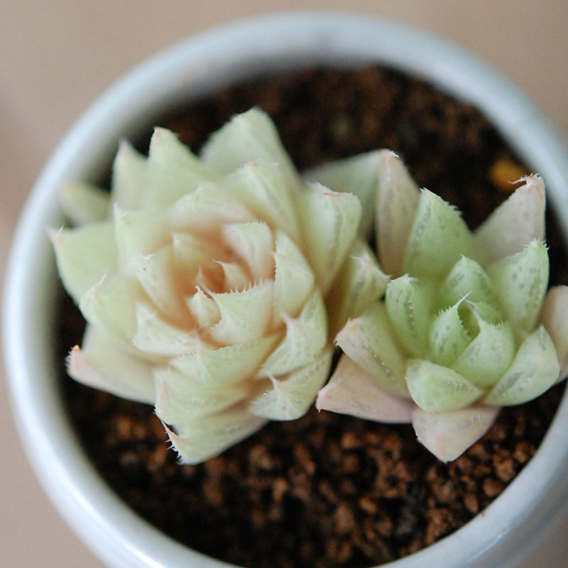 Haworthia テネラデラスト x antique イギリスジャー