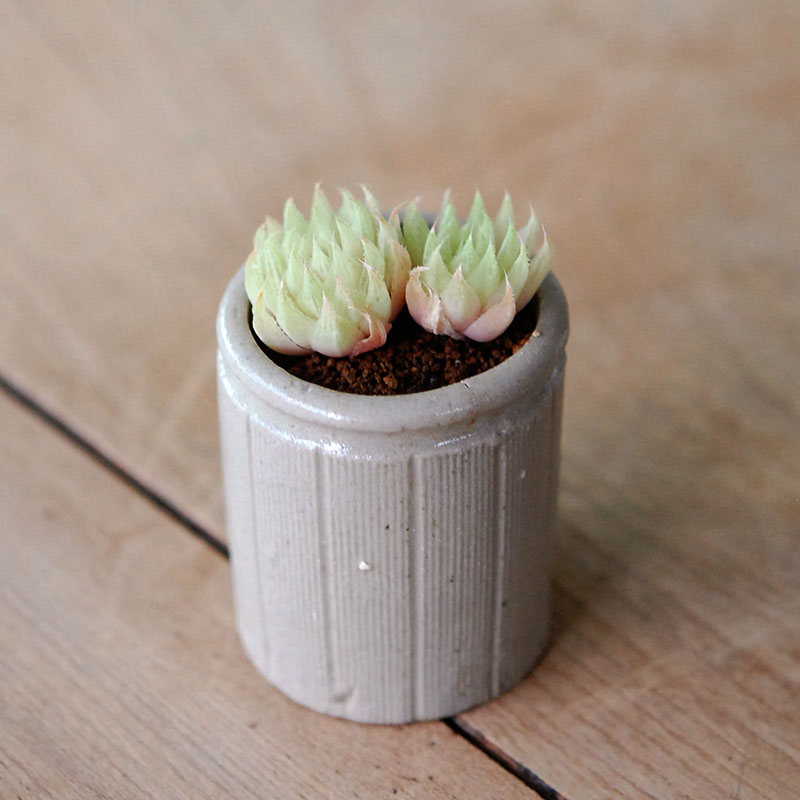 Haworthia テネラデラスト x antique イギリスジャー