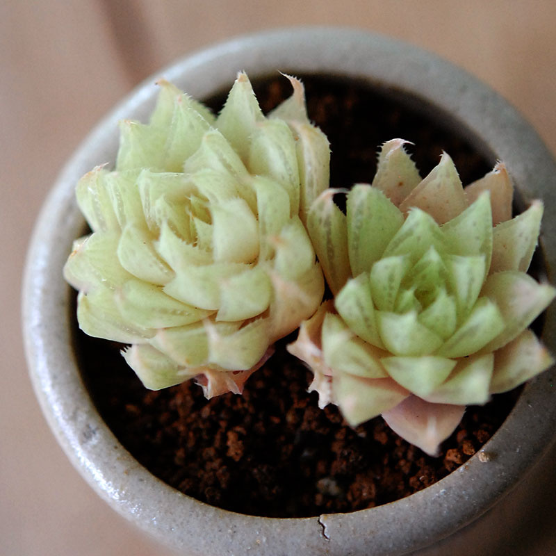 Haworthia テネラデラスト x antique イギリスジャー