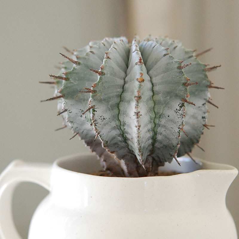 ユーフォルビアホリダ スーパー胴太アルバ