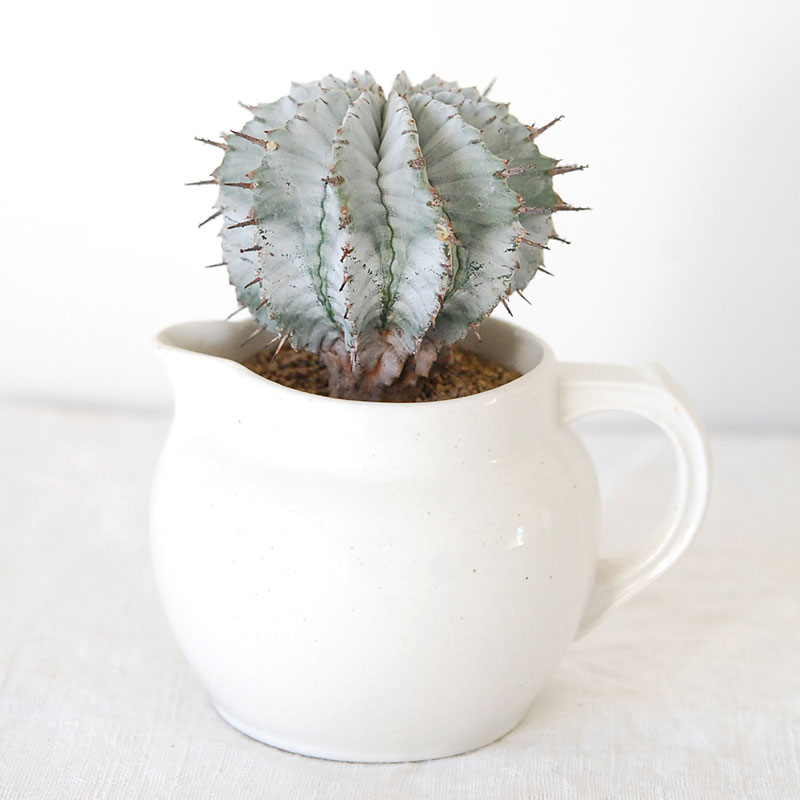 ユーフォルビアホリダ スーパー胴太アルバ