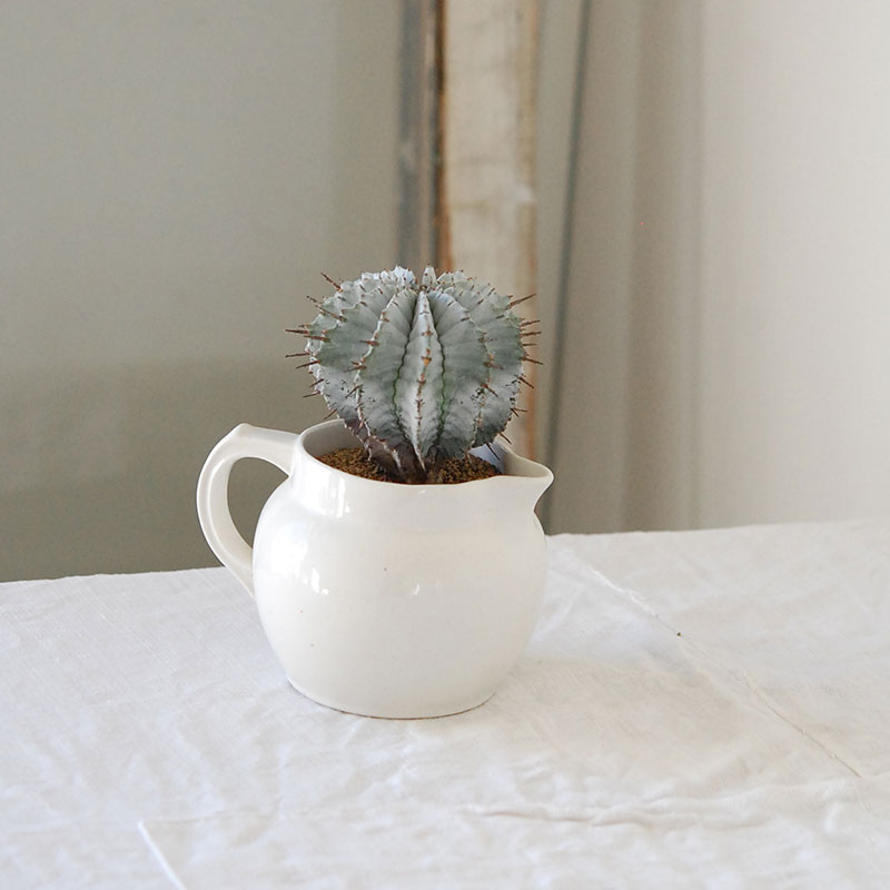 ユーフォルビアホリダ スーパー胴太アルバ