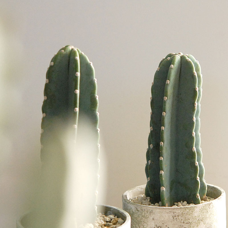 Cereus 棘無し柱サボテン x グリーンポットL | 多肉植物の専門店