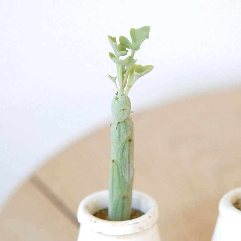 Senecio 七宝樹 x antique イギリスジャー