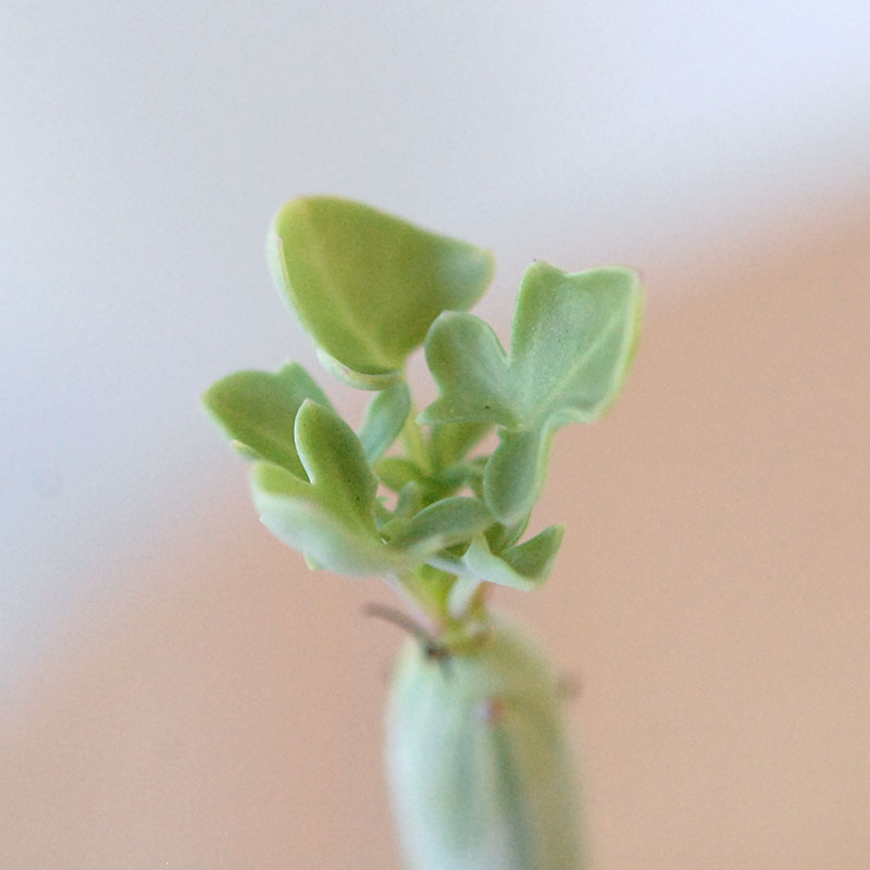 Senecio 七宝樹 x antique イギリスジャー