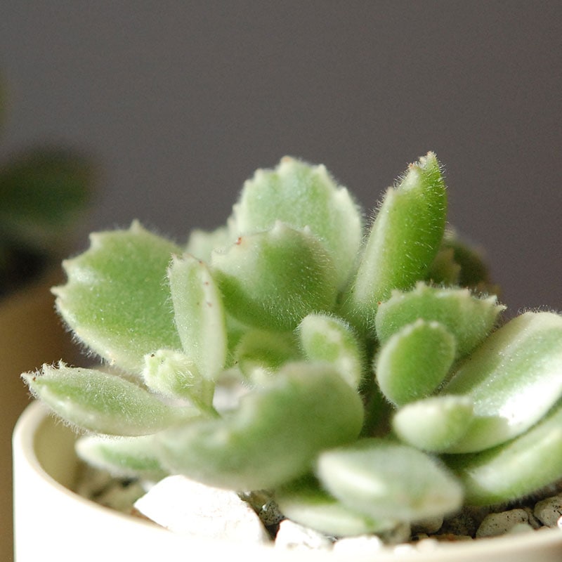 Cotyledon 熊童子錦 x ベージュポットs