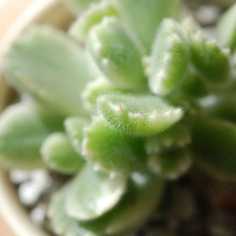 Cotyledon 熊童子錦 x ベージュポットs