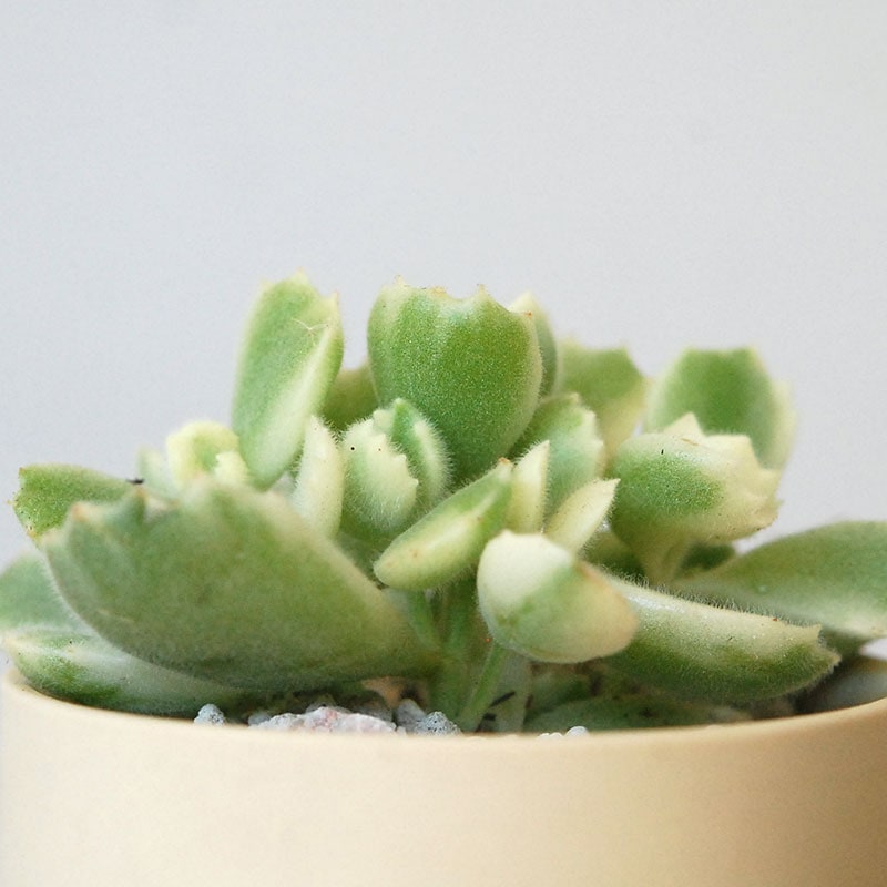 Cotyledon 熊童子錦 x ベージュポットs