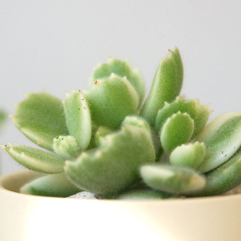 Cotyledon 熊童子錦 x ベージュポットs