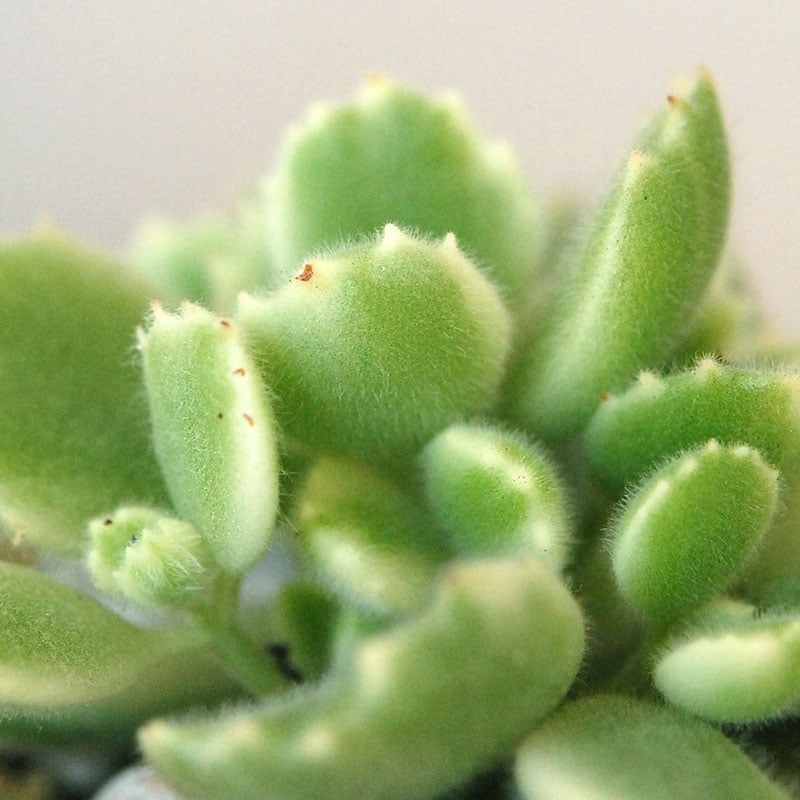 Cotyledon 熊童子錦 x ベージュポットs