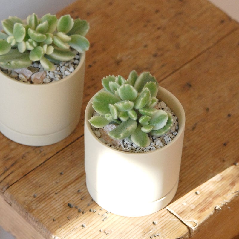 Cotyledon 熊童子錦 x ベージュポットs