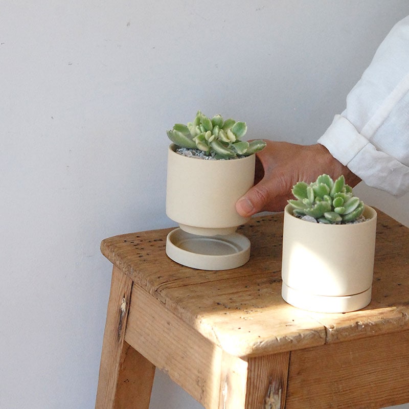 Cotyledon 熊童子錦 x ベージュポットs