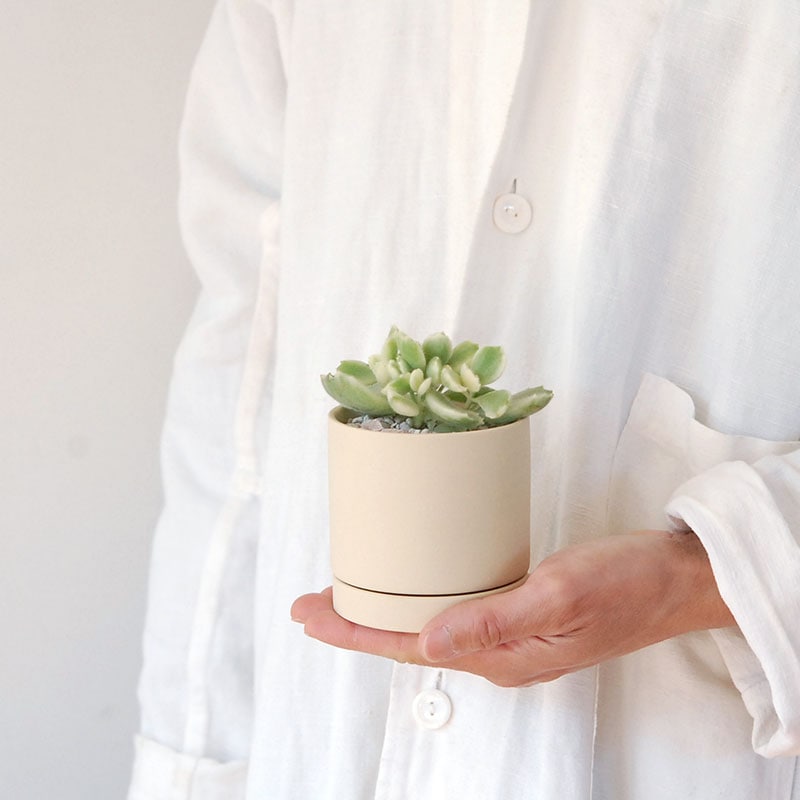 Cotyledon 熊童子錦 x ベージュポットs