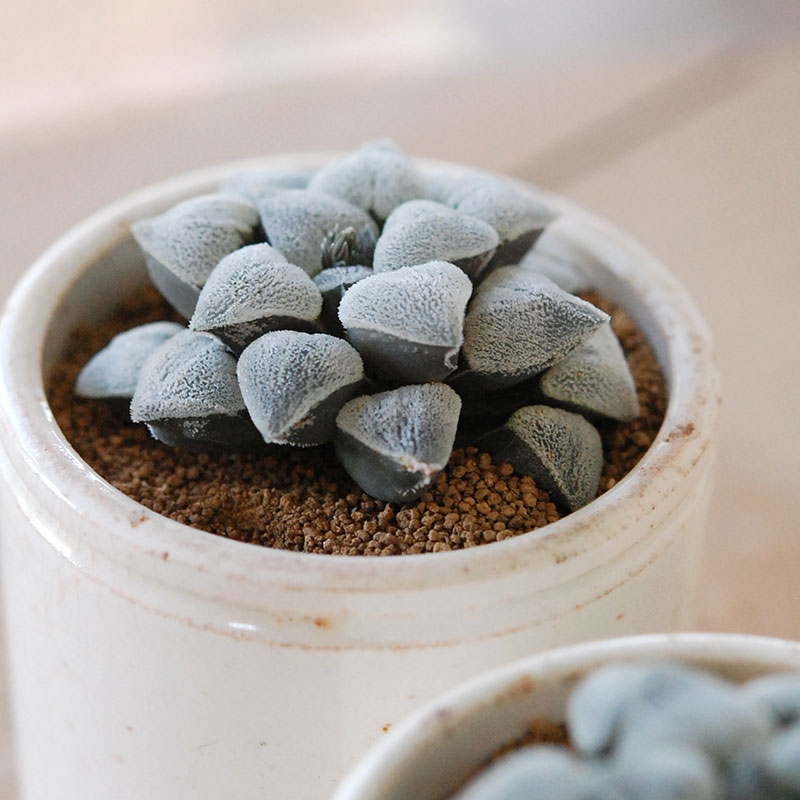 Haworthia 特白アルバ x antique イギリスジャー