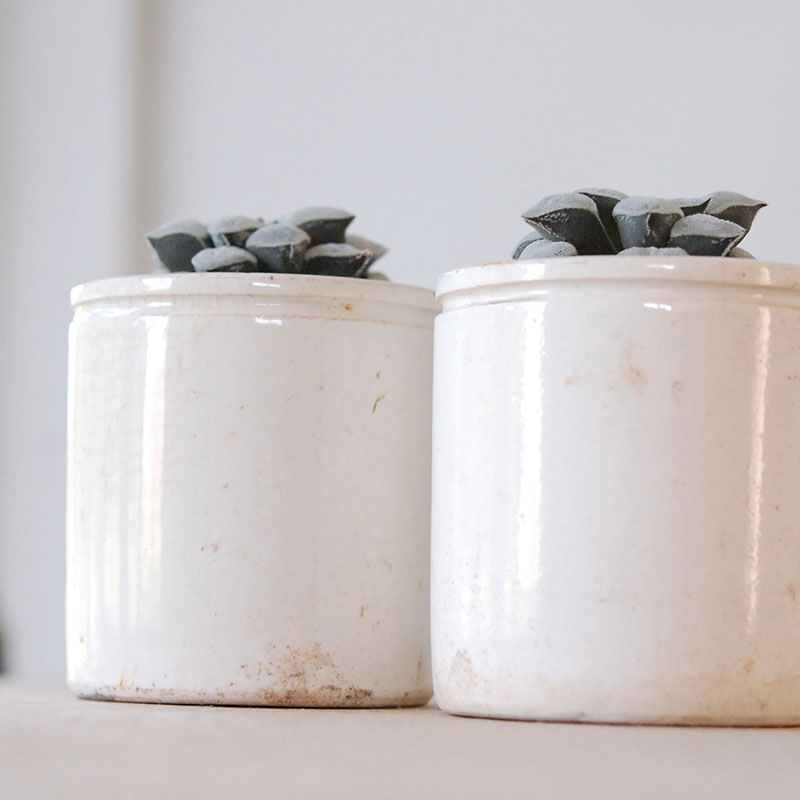 Haworthia 特白アルバ x antique イギリスジャー