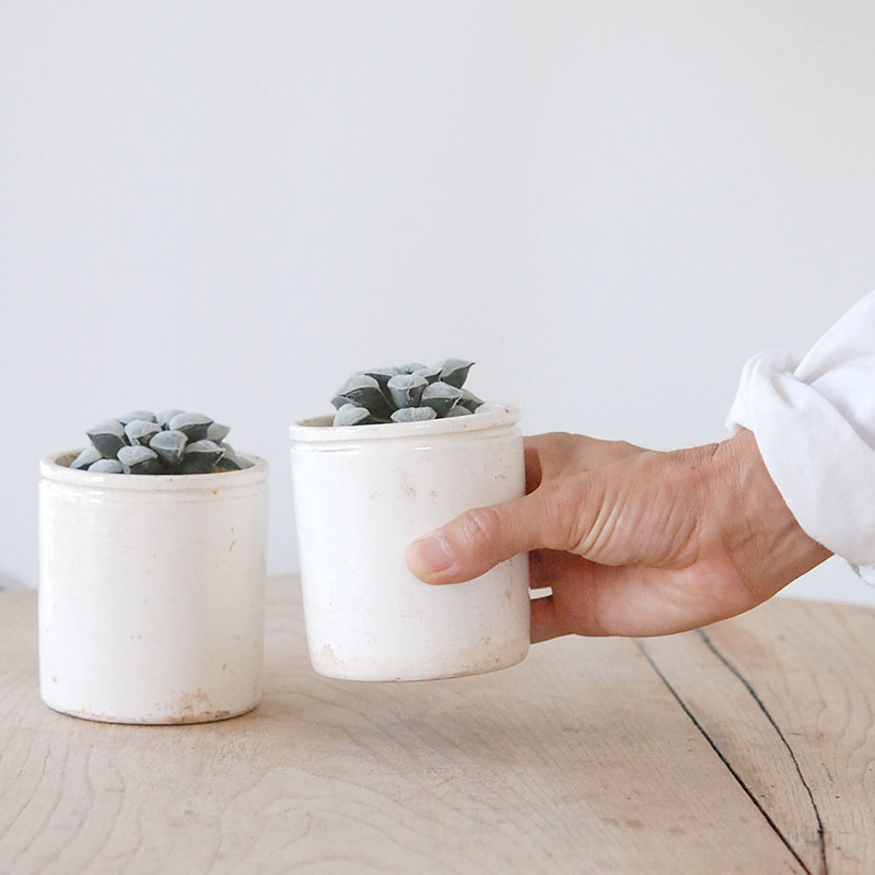 Haworthia 特白アルバ x antique イギリスジャー