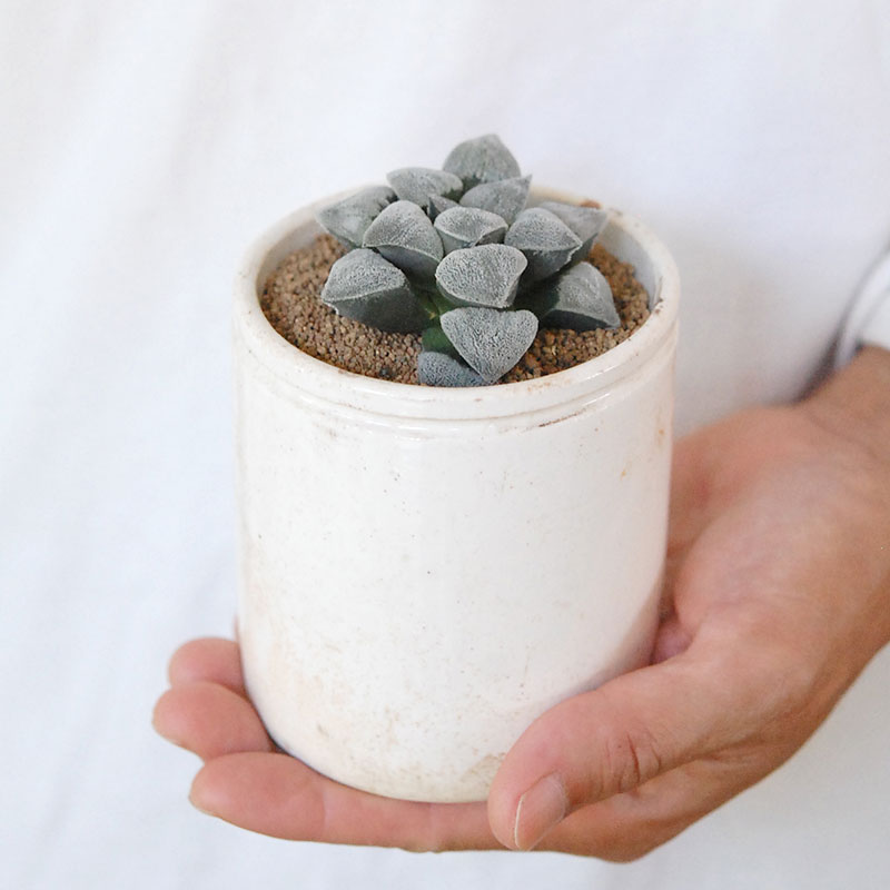 Haworthia 特白アルバ x antique イギリスジャー