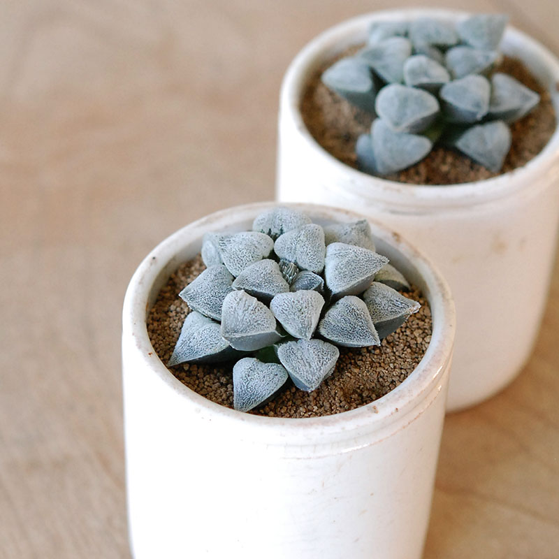 Haworthia 特白アルバ x antique イギリスジャー