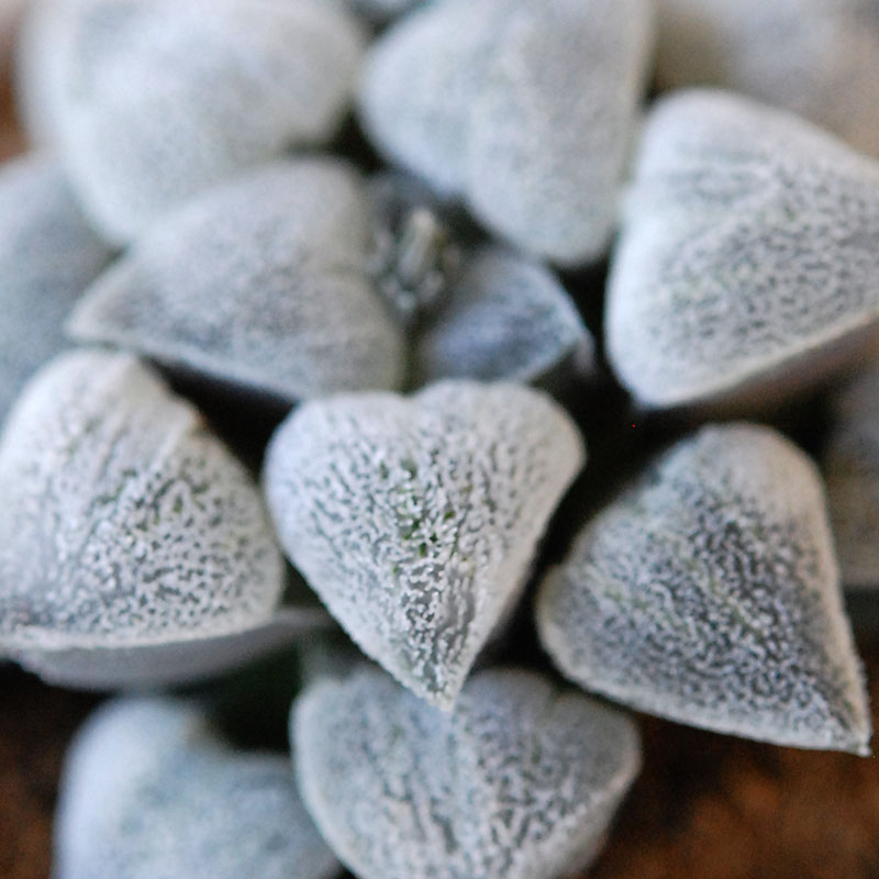 Haworthia 特白アルバ x antique イギリスジャー