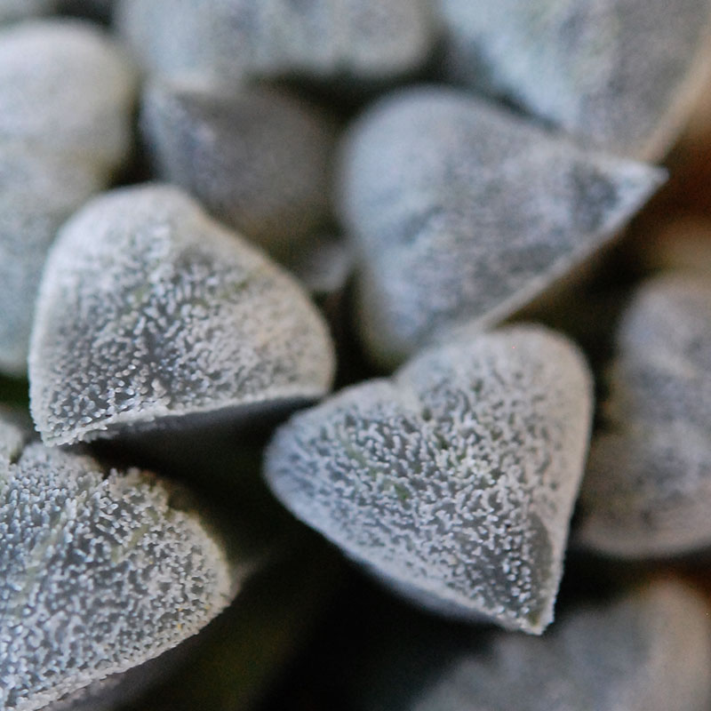 Haworthia 特白アルバ x antique イギリスジャー