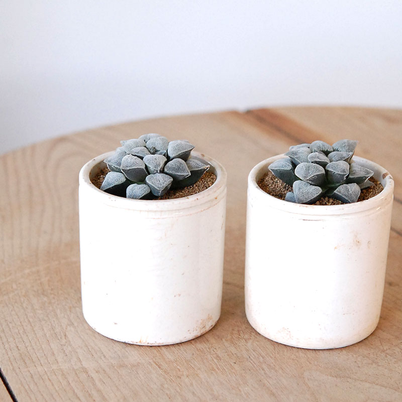 Haworthia 特白アルバ x antique イギリスジャー