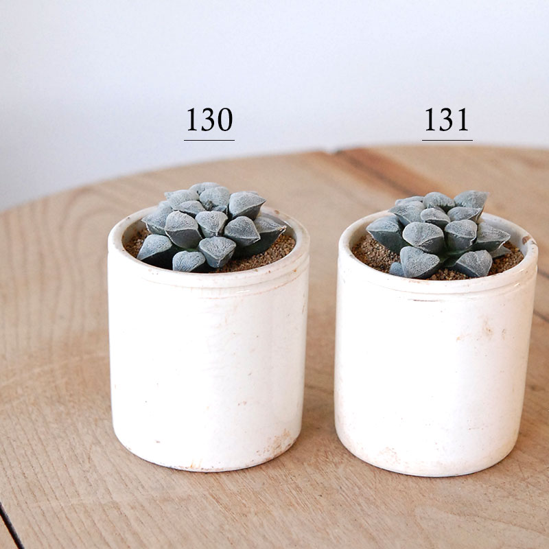 Haworthia 特白アルバ x antique イギリスジャー