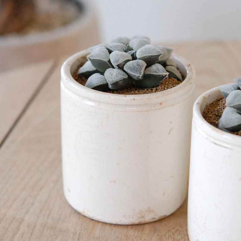 Haworthia 特白アルバ x antique イギリスジャー