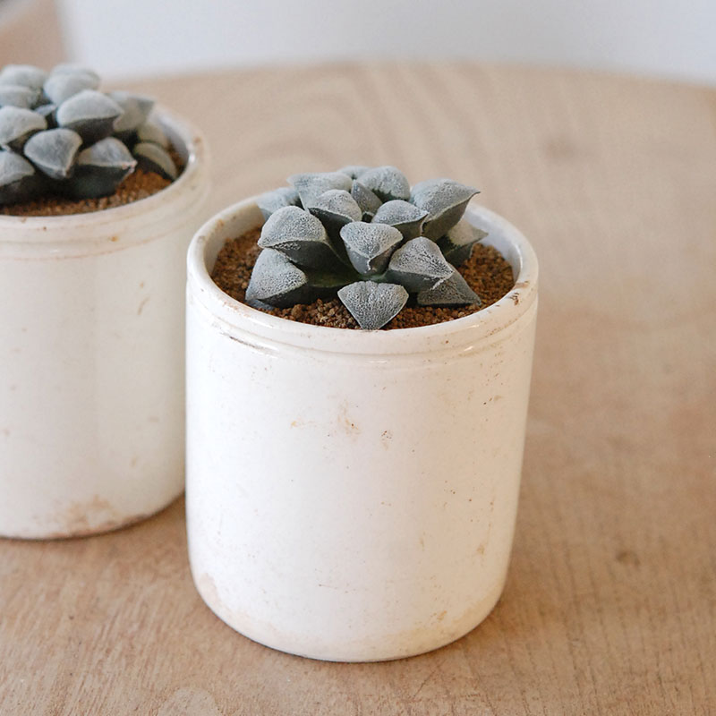 Haworthia 特白アルバ x antique イギリスジャー