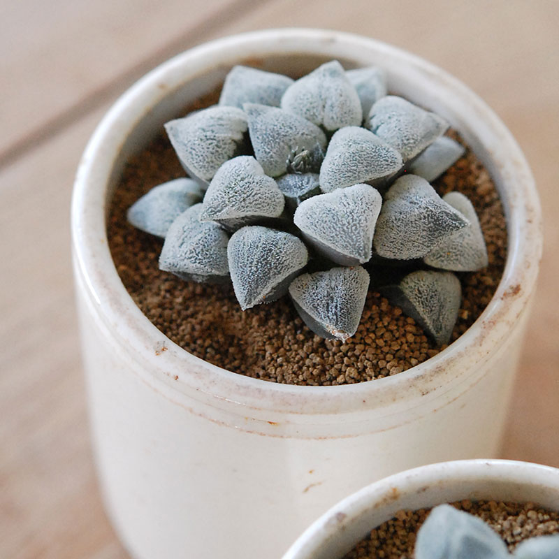 Haworthia 特白アルバ x antique イギリスジャー