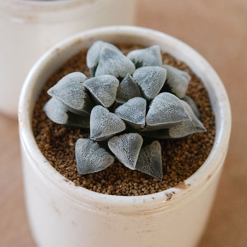 Haworthia 特白アルバ x antique イギリスジャー