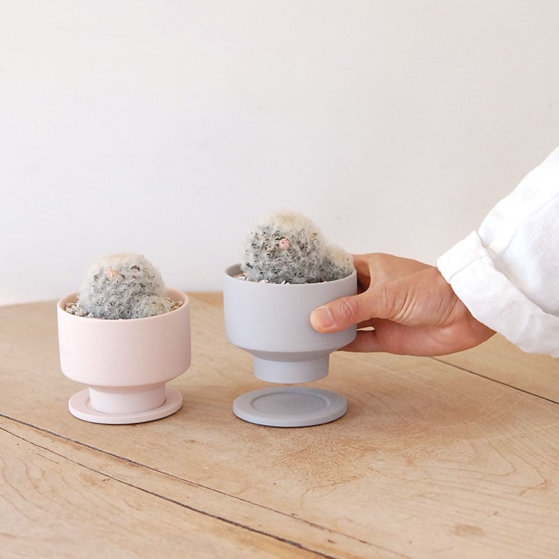 Mammillaria 白星(ピンク花) x マットポット