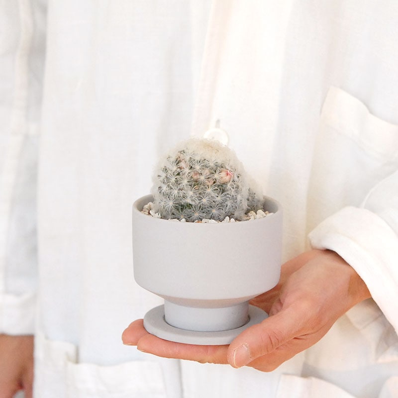 Mammillaria 白星(ピンク花) x マットポット