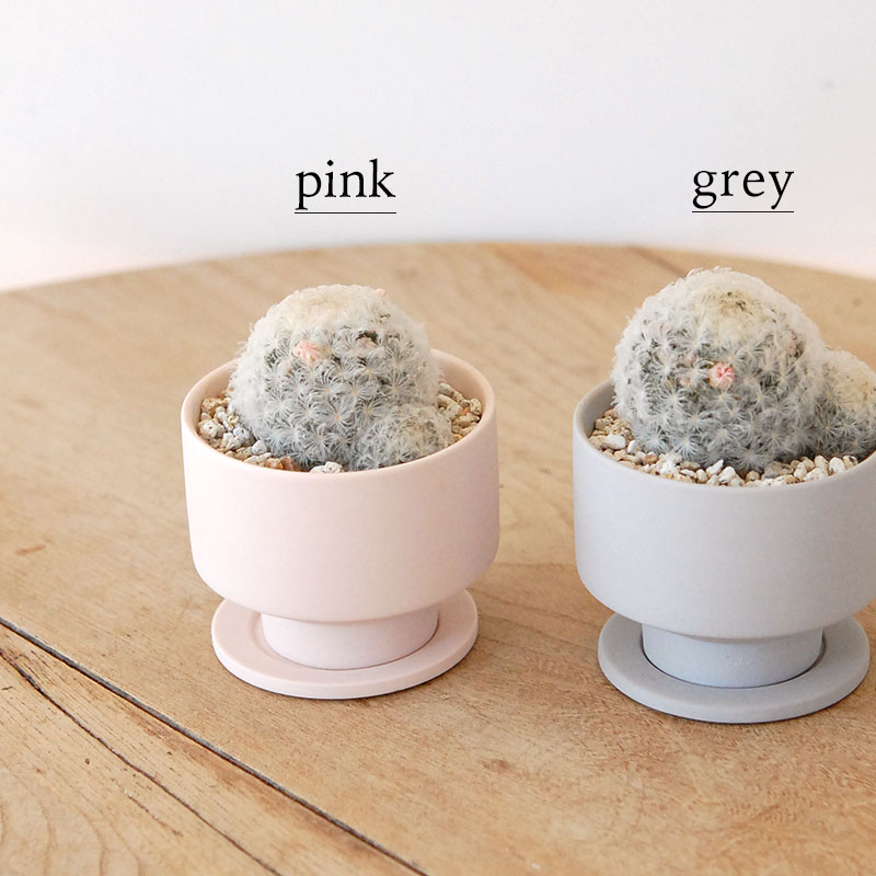 Mammillaria 白星(ピンク花) x マットポット