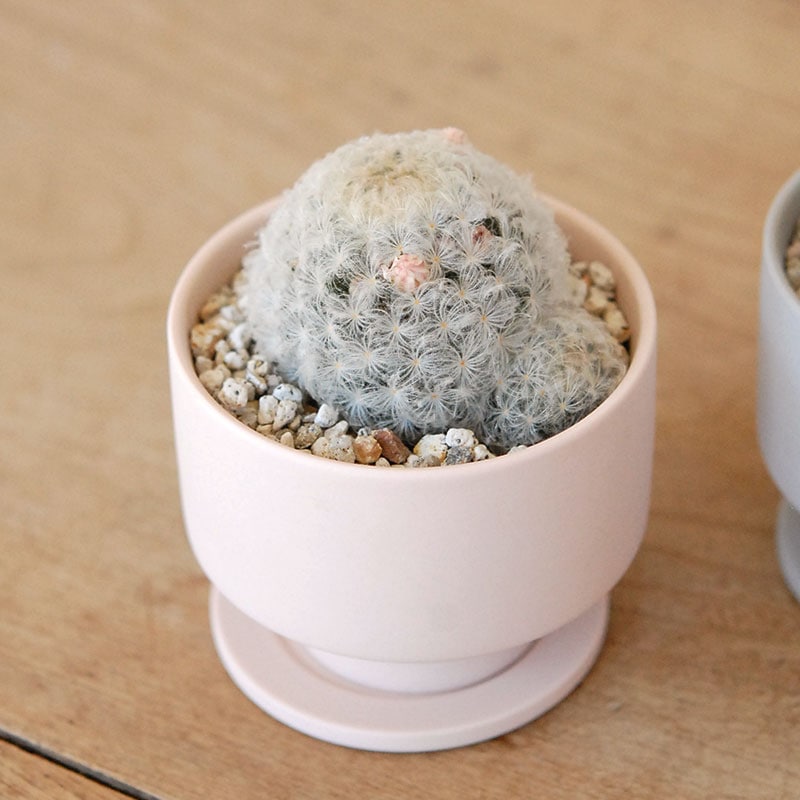 Mammillaria 白星(ピンク花) x マットポット