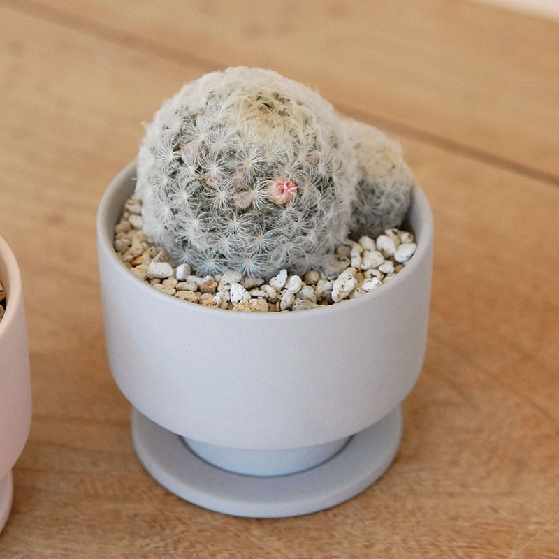 Mammillaria 白星(ピンク花) x マットポット