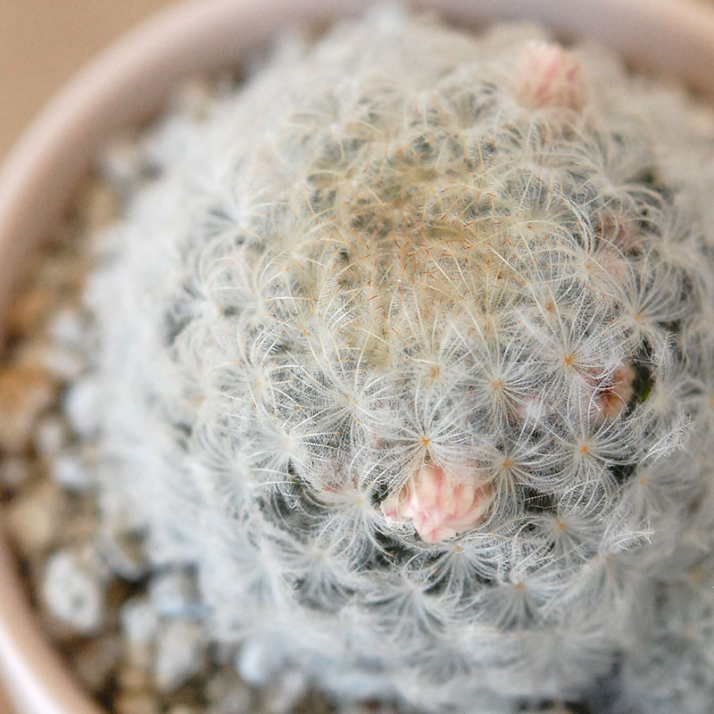 Mammillaria 白星(ピンク花) x マットポット