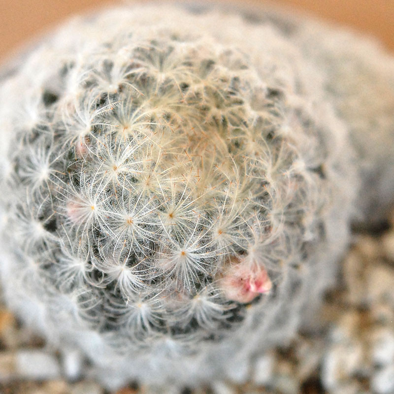Mammillaria 白星(ピンク花) x マットポット